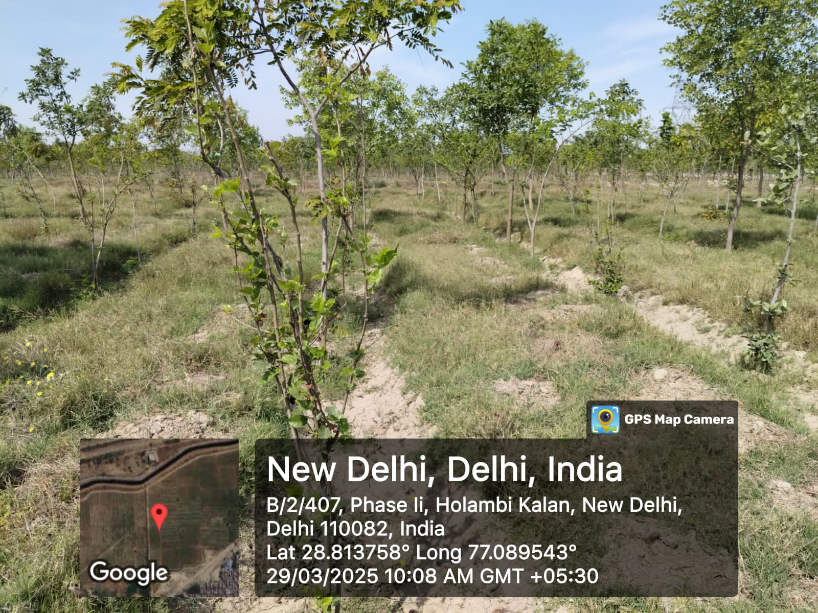 Compensatory Afforestation
